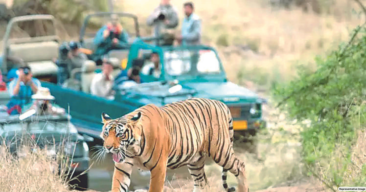 Wildlife tourism boom on New Year